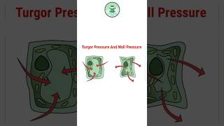 Turgor Pressure vs Wall Pressure  A Quick Biology Guide plantscience scienceexplained shorts [upl. by Leuqim]