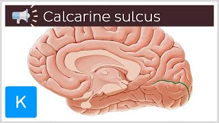 Calcarine sulcus  Anatomical Terms Pronunciation by Kenhub [upl. by Amaryl]