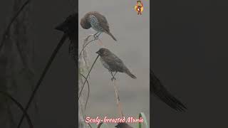 Scalybreasted Munia birds प्रकृतिlove flute relaxingflutemusic nature relaxingflute birds [upl. by Bozuwa]