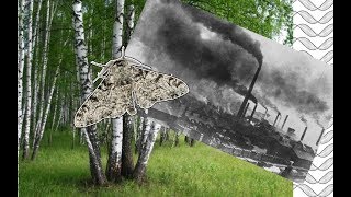 🦋 Évolution et pollution Quand le phalène du bouleau fait face à lindustrialisation [upl. by Ignacio529]