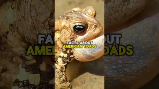 AMERICAN TOADS FACTS shorts short shortvideo facts wildlife nature animals frog toads [upl. by Bluhm]