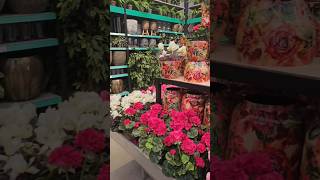 A super market for plants in Netherlands😳 travel flowers youtubeshorts reels shorts life [upl. by Giorgia984]