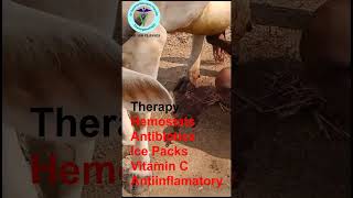 Bizarre Discovery Hemolactia BLOOD IN MILK in Cows Explained GNP Sir I shorts [upl. by Galina30]