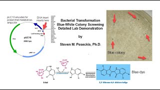 Bacterial Transformation and XL1 BlueWhite Screening Lab [upl. by Durarte]