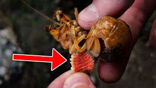 Removing BLOOD SUCKING PARASITES [upl. by Jacy]