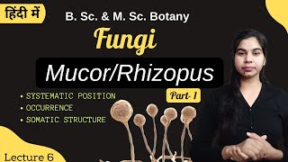 Fungi  MucorRhizopus Part1  in Hindi  Botany  B Sc amp M Sc [upl. by Erdah]