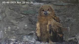 Burgruine Königstein Uhu Familie vom 03062019 [upl. by Relluf]