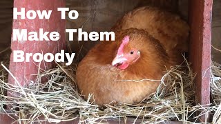 How to Make Hens Broody [upl. by Marius497]