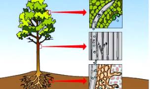 Transpiration Part 1  A Level Biology [upl. by Elnukeda]