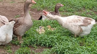 How Many Geese Per Gander [upl. by Weider151]