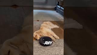 DOG VS VACUUM 🤯 [upl. by Biddie14]