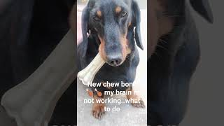 my dog new behaviour because of new chew bone 🦴🦴🦴🦴trending funny petsdogs [upl. by Pegeen194]