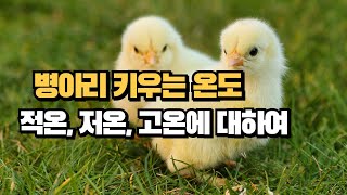 병아리 육추하는 온도에 대하여병아리키우기육추환경chicken청솔농원 [upl. by Docia]