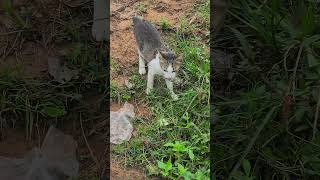 Country cats are eating grass ruralpets cute Shorts [upl. by Mair]