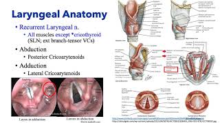 Anesthesiology Keyword Review  ENT Anesthesia  Dr Schell [upl. by Ila]