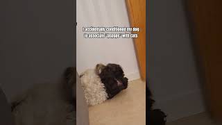 I accidentally conditioned my dog dogcomedy cute [upl. by Pollak]