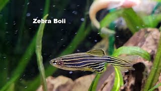 Long Finned Zebra Danio Basic Info [upl. by Dorison997]