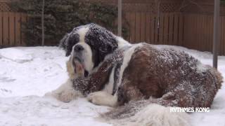 Ours le SaintBernard sous la neige [upl. by Durkin]