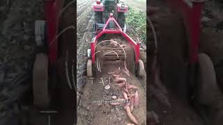 Potato Digger Picking Machine  Sweet Potato Harvester [upl. by Anihtyc285]