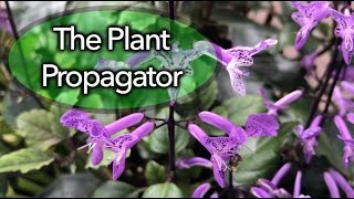 Propagation of Plectranthus using cuttings [upl. by Mikkanen]