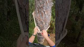 Blocking it down treework chainsaw treecare tree chainsawaddict treeremoval work rope [upl. by Bryant]