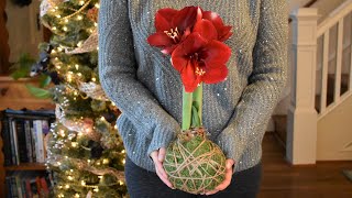 Moss Wrapped Amaryllis Bulb and Care  Northlawn Flower Farm [upl. by Proffitt]