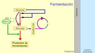 Metabolismo microbiano 05 Quimioorganotrofos fermentadores [upl. by Assilam]