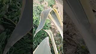 Agave Americana giant leaves viewpoint  a ride [upl. by Nierman499]