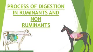 Digestion in Ruminants and Non Ruminants  Process of Digestion  Gastrointestinal Physiology [upl. by Lathe]