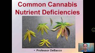 Common Cannabis Nutrient Deficiencies [upl. by Arretnahs]