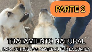 Tratamiento Natural para perros con ANSIEDAD por la comida PARTE 2 [upl. by Saiff]