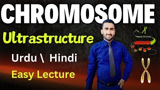 Ultrastructure of Chromosomes  Nucleosome  Histone Proteins  Shahzad Rasool Urdu lecture [upl. by Richards]