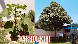 MI EXPERIENCIA CON EL ARBOL KIRI  Paulownia tomentosa [upl. by Odnanreh]