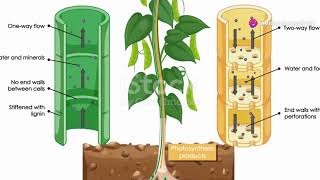 Grade 10 Life Science Support and Transport Systems in Plants [upl. by Shauna234]