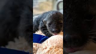 Binturong Kit binturong facts mammals [upl. by Oglesby]