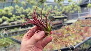 チランジア イオナンタ パープルハート Tillandsia ionantha Purple Heart＠フラワーショップ江口鹿児島県出水市＊Tillandsiaエアプランツ専門店＊チランドシア [upl. by Aluap]