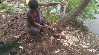 Making A Harvest Walkway For The Duckweed Nets [upl. by Marcelle]