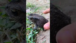 How to catch a funny toad ❘ Thep Long Heng Funny ❘ Funny frog shorts shortsvideo [upl. by Ephrem147]