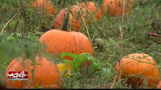 Pumpkin crop outlook in Minnesota [upl. by Halverson]