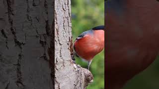 eurasian bullfinch  MSS viralshorts short eurasian bullfinch finch [upl. by Ecneitap]