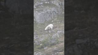 Mountain Goat tearing up the ground [upl. by Sapphira213]