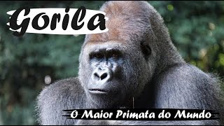 Gorila O Maior Primata do Mundo  Mini Documentário [upl. by Anayia]