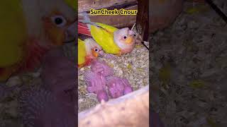 Sun Cheek Cnour Parrot with Chicks Parrots With Chicks Parrots Breeding In Box Breeding Season [upl. by Anaihr959]