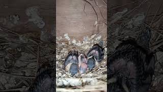 Society finch babies 🐥🐥🐥😍birds societyfinch finchworld finch birdslover aviary colony [upl. by Schnurr]