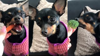 CHIHUAHUA EATING CRUNCHY FOODS DOG ASMR FUNNY DOG VIDEOS [upl. by Aivataj]