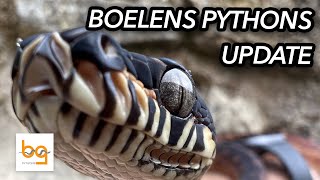 Boelens Python Simalia Boeleni update 1  first few months [upl. by Dotti]