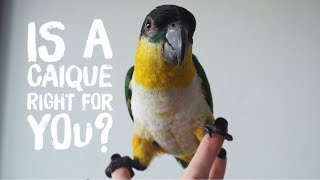 Is a Caique Parrot Right for you Review [upl. by Jenilee]