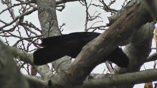 A New Caledonian crow using a hooked tool to extract food [upl. by Almira]