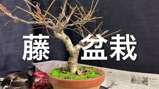 Bonsai 藤 盆栽 wisteria [upl. by Yelekalb]