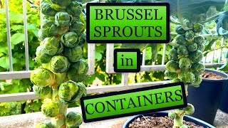 Growing Brussel Sprouts in Small Containers Planting to Harvest [upl. by Marika605]